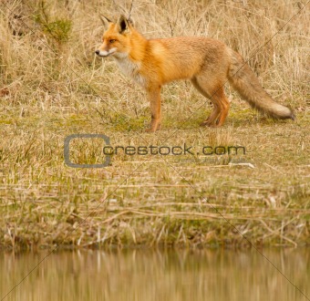 A fox in Holland