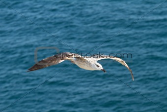 Seagull in a blue sea
