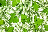 Fresh Parsley and Dill / close-up background / back-lit