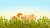 Spring chicken in the grass