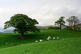 On the pasture in Yorkshire Dales