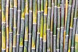 bamboo pattern background