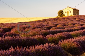 chapel with lavender field, Plateau de Valensole, Provence, France