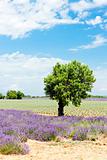 lavender field with a tree, Plateau de Valensole, Provence, France