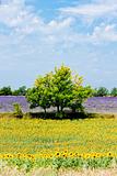 sunflower and lavender fields with a tree, Plateau de Valensole, Provence, France