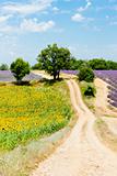 sunflower and lavender fields, Plateau de Valensole, Provence, France