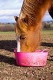 Pony & feed bucket