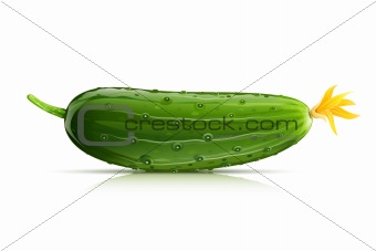 cucumber green ripe