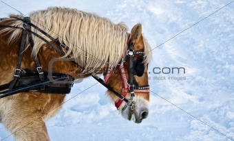 Horse portrait in winter