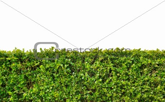 Box hedge