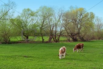 Cows grazing free