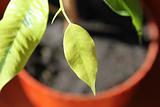 The young green leaves of spring ficus