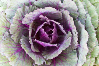  Closeup Fresh  Cabbage 