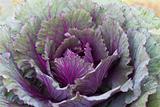  Closeup Fresh violet Cabbage 