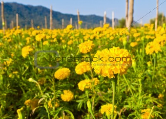 field of golden marigolds