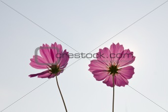Pink Cosmos flowers 