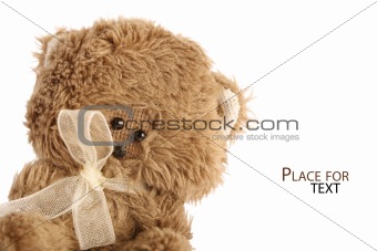 Cute teddy