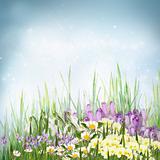 Spring floral background with spring symbol flowers