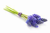 muscari or grape hyacinth