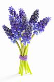 muscari or grape hyacinth