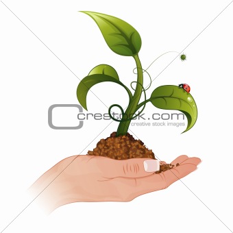 Woman Hand with the Sprout