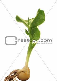 growing pea