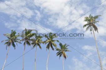 Palm trees against a beautiful clear sky