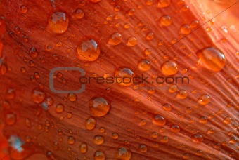 Dew drops on a poppy petal