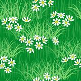 camomile on green grass field seamless background pattern