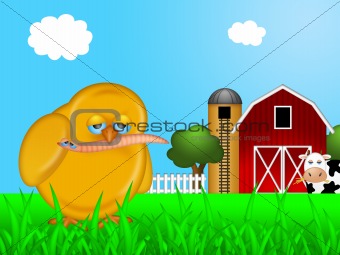 Chick Eating Worm in Farm