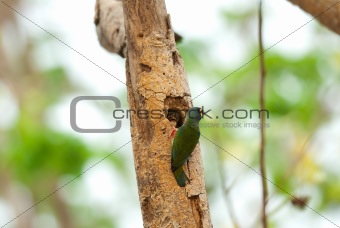 coppersmith barbet