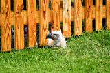 bird peeking under wooden fence