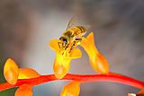 Worker Bee collecting pollen