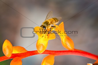 Worker Bee collecting pollen