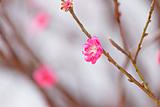peach blossom , decoration flower for chinese new year