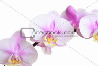 orchid flower on white
