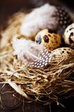 Quail's Eggs and Feathers in a Easter Nest