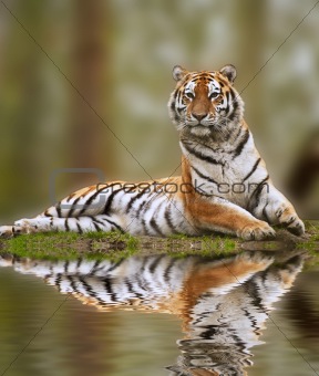 Beautiful tiger sitting upright reflection in water