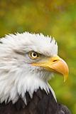 Bald eagle or Haliaeetus leucocephalus