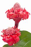 Tropical flower torch ginger against white background