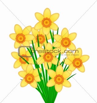Yellow Daffodil Flowers Bunch