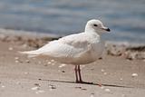 Young Iceland Gull