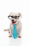 Pet dog wearing a tie and glasses