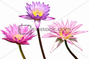 Lotus pack three isolated over white background