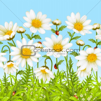 White flower and green grass