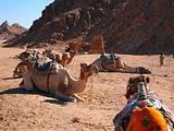 Camels seating against a mounting background