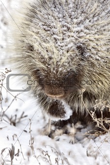 Porcupine in Winter