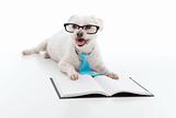 Dog Puppy Education Training
