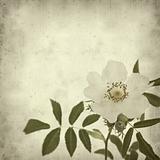 old paper background with dog rose (rosa canina)
