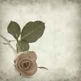 textured old paper background with single orange rose